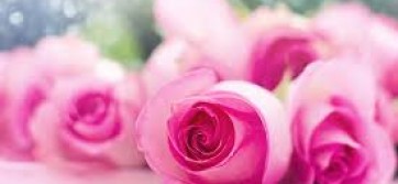 Rosa Damascena - damašská růže